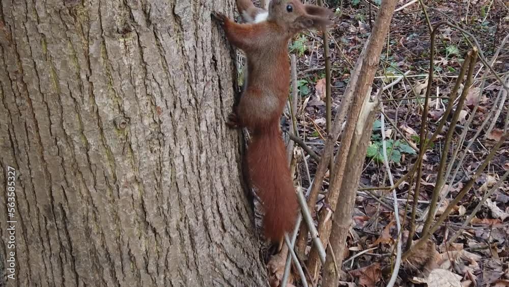 Squirrel in the autumn park. Slow motion. Squirrel in the autumn park. Slow motion.