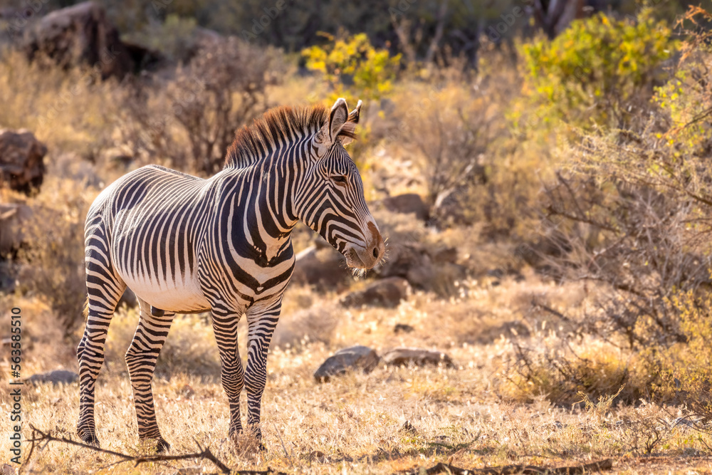 Fototapeta premium Grévy's zebra (Equus grevyi) looking alert, Samburu National Rerserve, Kenya. 