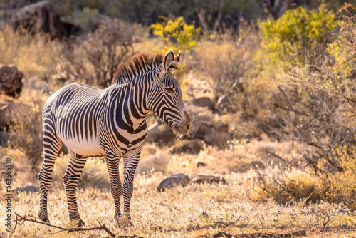 Grévy's zebra (Equus grevyi) looking alert, Samburu National Rerserve, Kenya.	