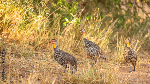 A flock of Yellow-necked spurfowl ( Pternistis leucoscepus) foraging, Samburu National Reserve, Kenya. photo