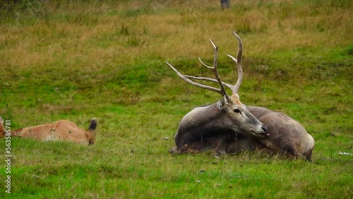 pere davids deer lies on the meadow photo