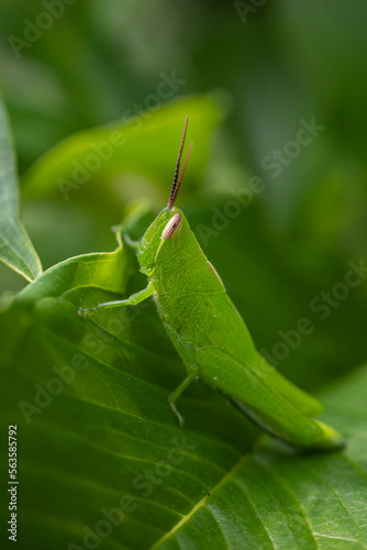 green grasshopper perched on a leaf