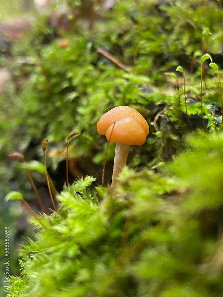 mushrooms in the forest