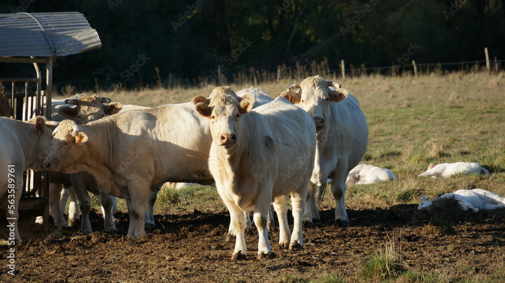 Photographie d'un troupeau de vaches