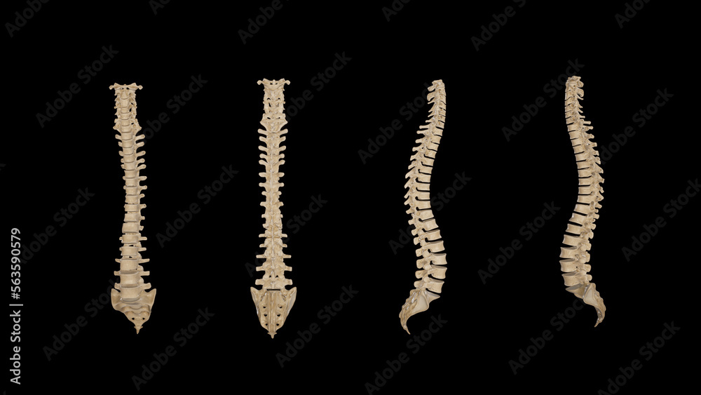 Vertebral Column-Multiple Views