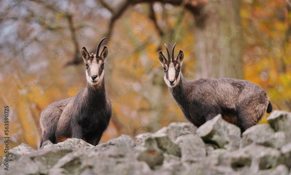 Autumn scene with a horn animal. Two chamois standing on the stone huill. Luzicke hory in Czech republic. Rupicapra rupicapra. Autumn scene with a horn animal. Two chamois standing on the stone huill. Luzicke hory in Czech republic. Rupicapra rupicapra.