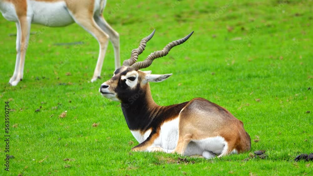 Antilope cervicapra lies on the green grass Antilope cervicapra lies on the green grass