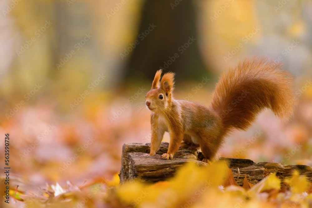 Autumn scene with a cute european red squirrel. Sciurus vulgaris. A squirrel standing on the tree stump. Autumn scene with a cute european red squirrel. Sciurus vulgaris. A squirrel standing on the tree stump.