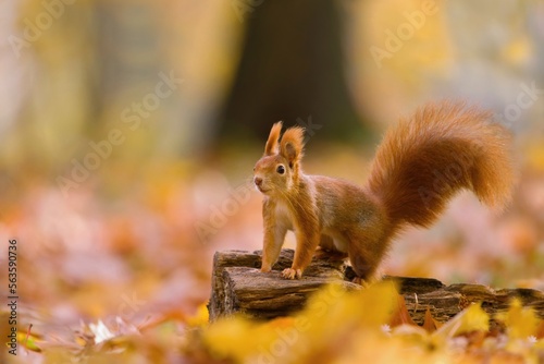 Autumn scene with a cute european red squirrel. Sciurus vulgaris. A squirrel standing on the tree stump. 