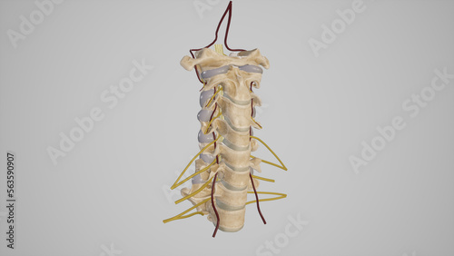 Medical Illustraion of Cervical spine with vertebral arteries and emerging spinal nerves-Lateral View