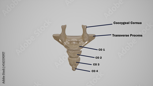 Coccyx-Labeled photo