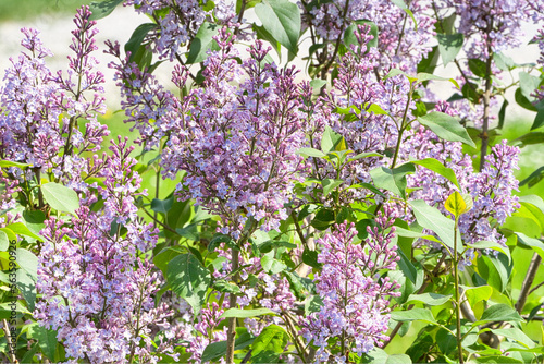 Viele Äste und Triebe eines violetten, lila Flieders mit vielen kleinen Blüten