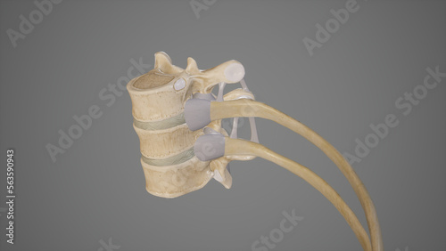 Medical Illustration of Costovertebral Articulation photo