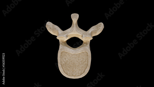 Φωτογραφία Inferior view of Tenth Thoracic Vertebra (T10)