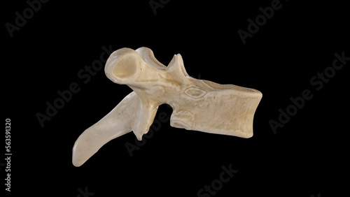 Fotografie Lateral view of Sixth Thoracic Vertebra (T6)