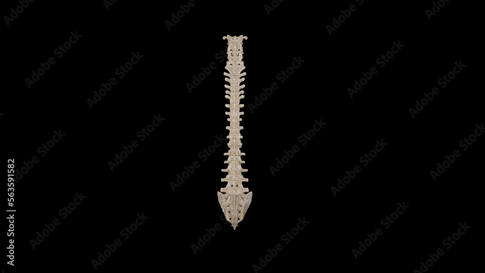 Posterior view of Vertebral Column Posterior view of Vertebral Column