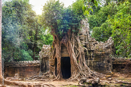 Strangler Fig at Ta Som temple in Angkor Wat complex, Cambodia photo