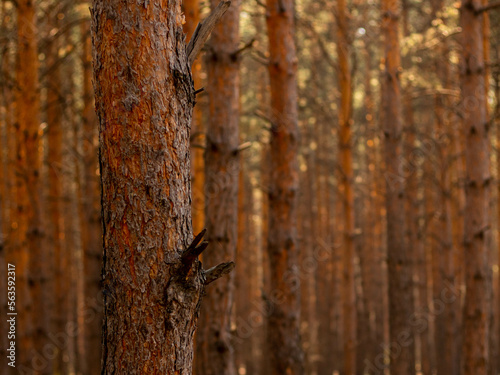 pine trees in the forest