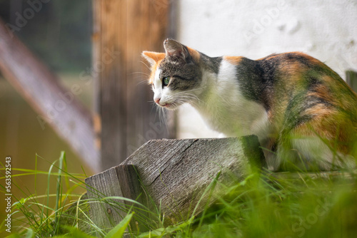 Canvas Print cat in the garden