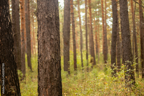 Fototapeta Naklejka Na Ścianę i Meble -  a pine trees in the forest