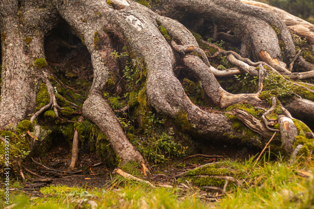 huge roots of an old tree