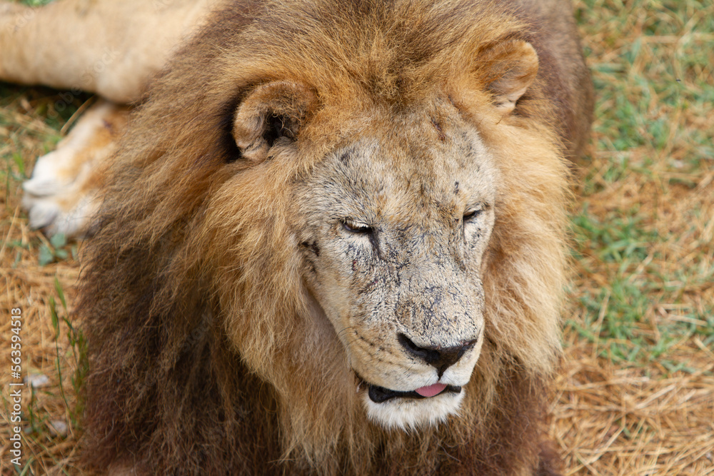 A large lion lies on the grass of the savannah. Close-up of a lion's muzzle. A large lion lies on the grass of the savannah. Close-up of a lion's muzzle.