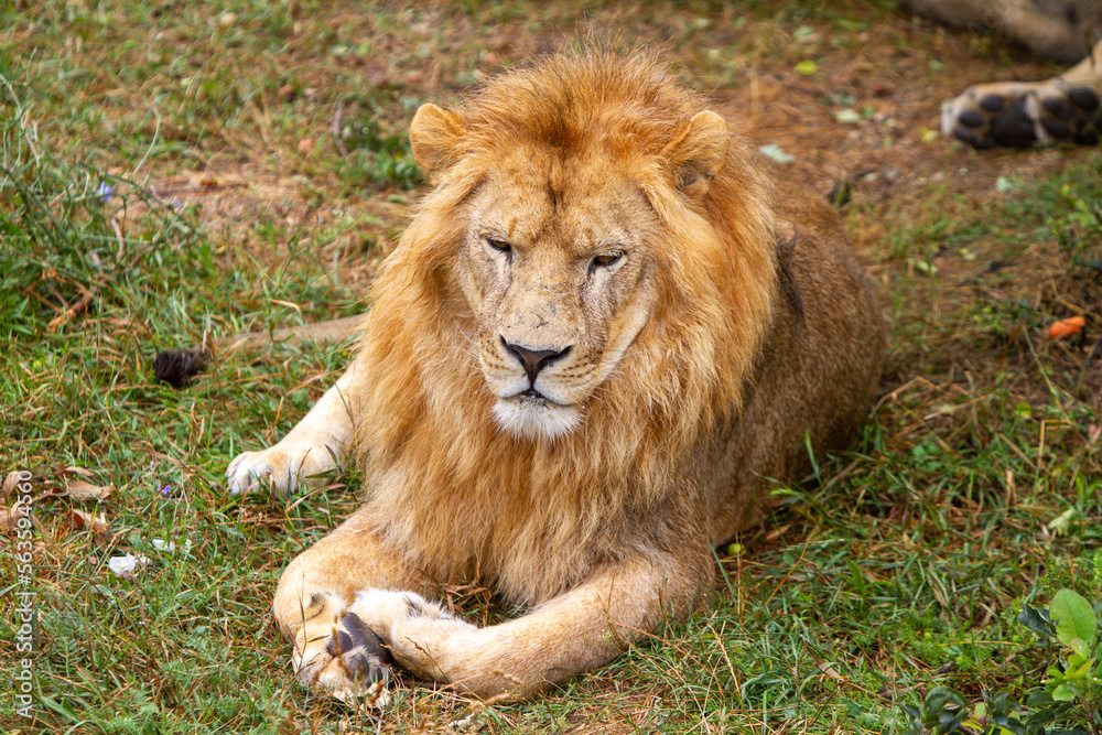 A large lion lies on the grass of the savannah. Close-up of a lion's muzzle. A large lion lies on the grass of the savannah. Close-up of a lion's muzzle.