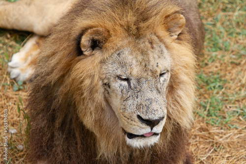 A large lion lies on the grass of the savannah. Close-up of a lion s muzzle.