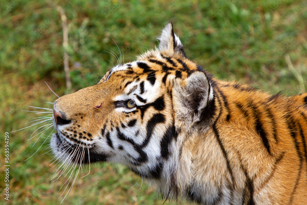 Fototapeta premium Amur tigers on geass on a summer day, portrait. Male face close up