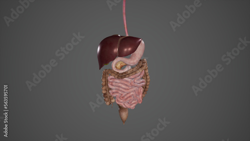 Human digestive system isolated,3D rendering