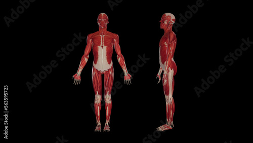 Anterior and left lateral view of muscular system,3D rendering