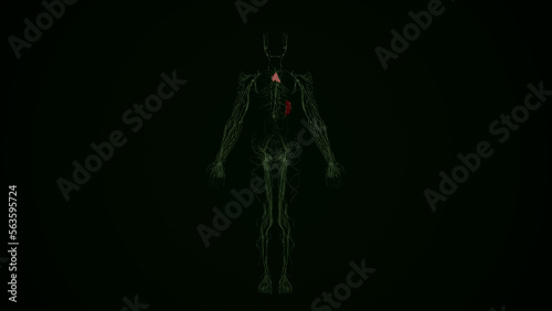 Human Lymphatic System anatomy,3D rendering © vesalii