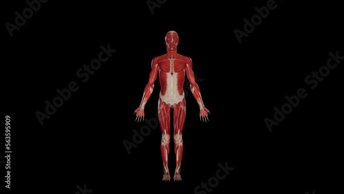Human muscular System anatomy,3D rendering