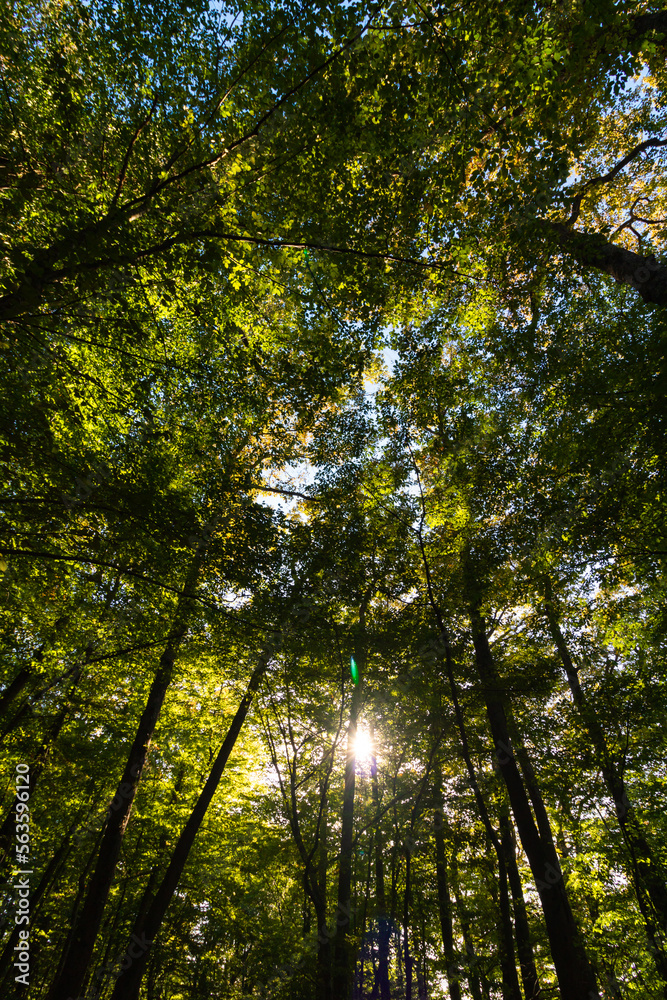 Obraz premium Tall trees in low angle view with sun in the forest