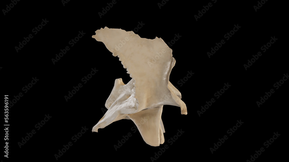 Right view of Sphenoid Bone.3d rendering Right view of Sphenoid Bone.3d rendering