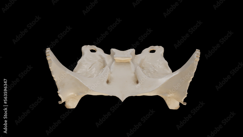 Superior view of Sphenoid Bone.3d rendering Superior view of Sphenoid Bone.3d rendering