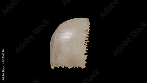 Superior view of Right Parietal Bone photo