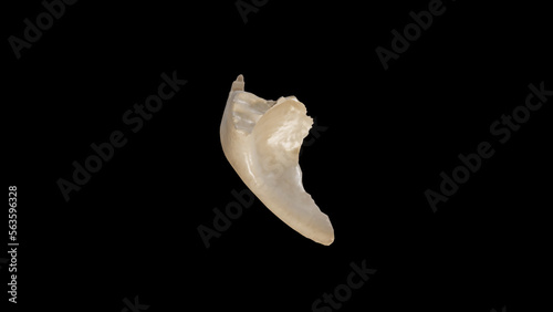 Superior view of Right Zygomatic Bone