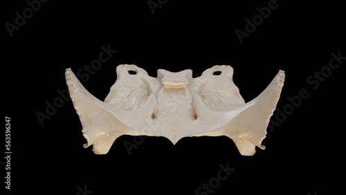 Superior view of Sphenoid Bone.3d rendering