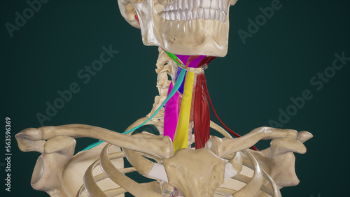 Anatomy of Suprahyoid and Infrahyoid Muscles