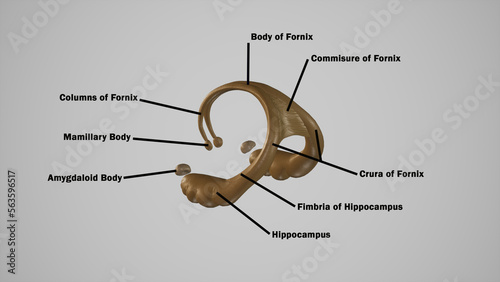 medically accurate illustration of Cerebral Fornix photo