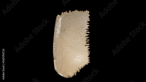 Inferior view of Right Parietal Bone photo