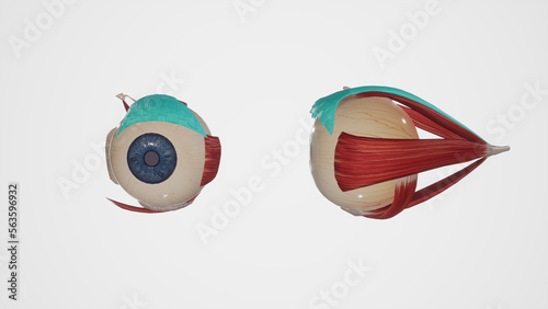 Medical Illustration of Levator Palpebrae Superioris