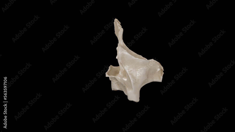 Posterior view of Right Maxilla Posterior view of Right Maxilla