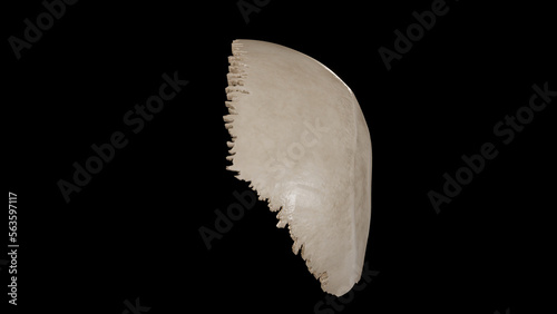 Posterior view of Right Parietal Bone photo