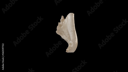 Posterior view of Right Zygomatic Bone