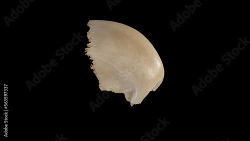 Right view of Frontal Bone.3d rendering photo