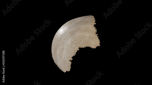 Right view of Right Parietal Bone photo