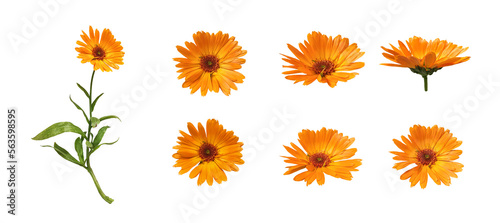 Calendula flowers with leaves isolated on white background