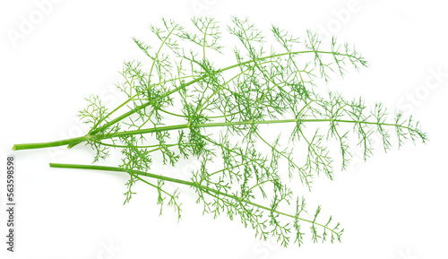 Green dill leaves isolated on white background. photo